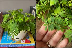 Image result for Mimosa pudica