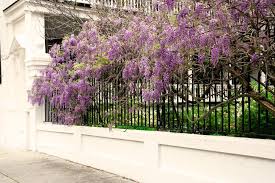 Remove all debris, including rocks and weeds. Try A Tamer Wisteria Southern Living