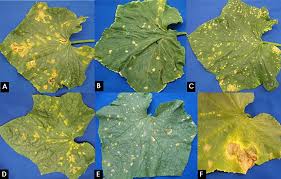 Symptomatology of cucumber leaf diseases observed in surveys carried... | Download Scientific Diagram