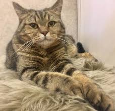 200 Strong Male Cat Names Cat Names Cats Boy Cat Names