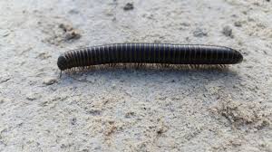 Maybe you would like to learn more about one of these? How To Get Rid Of House Centipedes Naturally Ultimate Guide Bugwiz