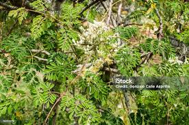 Image result for Moringaceae