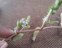 Image result for Hygrophila uliginosa