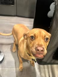 Pet Rescue and Resources in Northern Nevada