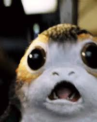 Anakinskywkler My New Love Star Wars Movie Cute Funny Animals Star Wars