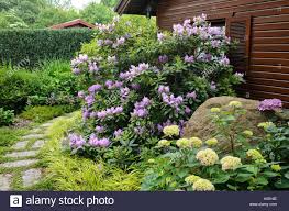 Rhododendron Rhododendron And Hydrangea Hydrangea In Front Of A Stock Photo 155091846 Alamy Hydrangea Garden Rhododendron Hydrangea