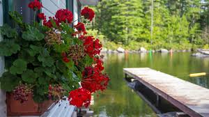 After many decades of service, the light was automated in 1963. Maine Local Camps Outdoors Belgrade Lakes Cabin Island Newscentermaine Com