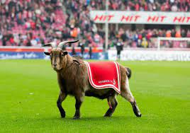 Our loveable goat, who was effzeh mascot from 2008 until 2019, had to be put down due to health reasons. Matt Ford On Twitter 1 Fc Koln Have Announced That Mascot Hennes Viii Has Been Suffering From Arthrosis And Spinal Problems And Will Therefore Take A Slightly Early Retirement Aged 12 Koln