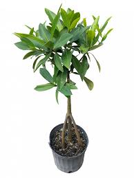 Image result for Rhizophora