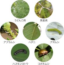 ガーデニングの大敵 虫と病気 植物のサインに気づいて早めの対処を 園joy Webマガジン アースガーデン 園芸用品 アース製薬株式会社