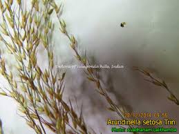 Image result for Arundinella