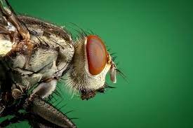 Erfahren sie bei plantopedia alles wichtige zum thema maden bekämpfen und wirksame hausmittel. Madennester Unter Dem Teppich Woher Kommen Sie Umweltberatung Luzern