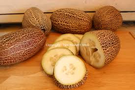 Image result for Cucumis humifructus