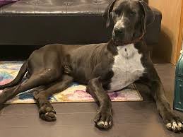 Great dane rescue of south florida. Land Of The Ozarks Great Dane Rescue 13 Photos Pet Service