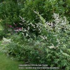 (hoa hướng dương, hoa mặt trời). Plant Id Forum Tall Perennial With Small White Flowers Garden Org