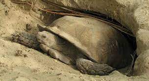 Do Tortoises Eat Less In Winter Find Out The Answer Turtleowner Com