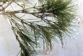 Image result for Najadaceae