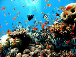 Find and download sketchup 3d models. 50 Best Aquarium Backgrounds Free Premium Templates