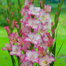 Image result for Gladiolus bellus