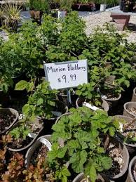 At adams nursery & garden center, our passion is plants. Adams Gardens Nursery 4500 E Greenhurst Rd Nampa Id Nurseries Mapquest