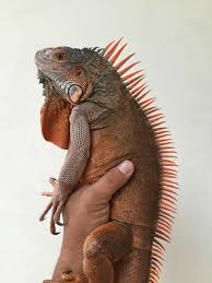 To prevent stress, fights, and possible injuries, having only one iguana in a home is often best. Red Iguana Pet Lizards Small Lizard Pets Reptile Room