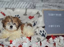 Teddy bear puppies for sale! Teddy Bear Dog Female Brown And White 2998729 Petland Dunwoody Puppies For Sale