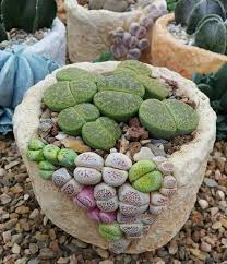 Lapidaria Aka Living Stone Succulents Lithops Plants Succulents