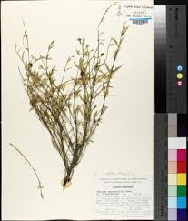 Image result for Crossopetalum mossambicense