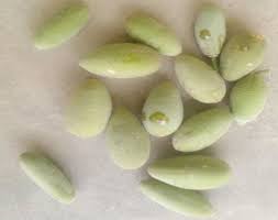 Image result for Balanites aegyptiaca