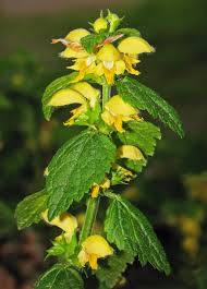 Image result for Lamium galeobdolon