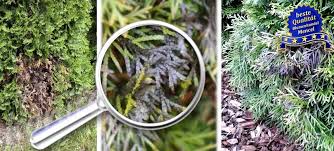 Thuja werden von innen heraus braun. Krankheiten Und Schadlinge