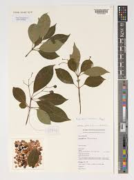 Image result for Rauvolfia vomitoria