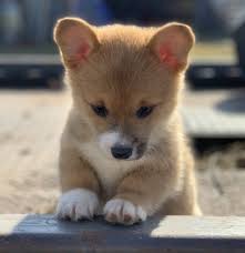 The welsh corgi is a loving and affectionate breed who will be a puppy at heart for its entire life. Pembroke Welsh Corgi Puppies Home Facebook