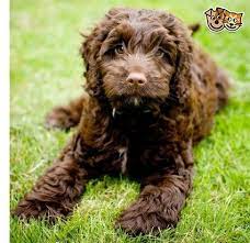 They love to be in the company of people and are very affectionate and intelligent pets. F1 Chocolate Cockapoo Pra Fn Clear Darlington County Durham Pets4homes Cockapoo Puppies Cockapoo Dog Yorkshire Terrier Puppies