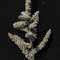 Image result for Aerva leucura