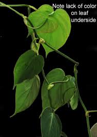 Philodendron Hederaceum Also Known As Philodendron Scandens Philodendron Micans Philodendron Oxycardium Philodendron Philodendron Scandens Rainforest Plants