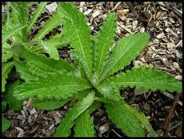 Image result for Berkheya