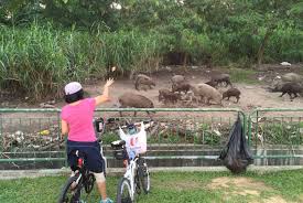 Singapore hotels with free parking. Ava 39 Reports Of Wild Boar Sightings From Jan To June 20 Singapore News Top Stories The Straits Times