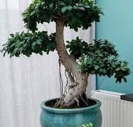 Shaping a ficus tree for bonsai