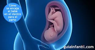 Posiciones Del Bebe Para Nacer