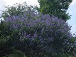 We did not find results for: Plantanswers Plant Answers Texas Lilac Vitex The Next Mega Superstar Plant For Texas