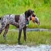Jun 30, 2021 · free hunting dog classifieds for the upland bird hunter and wetland waterfowl hunter. Https Encrypted Tbn0 Gstatic Com Images Q Tbn And9gctfke6ybb33f6keup Pxmexrjwokinxntq0mouf6rtxij2 Vhdn Usqp Cau