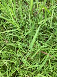 Image result for Sacciolepis rigens