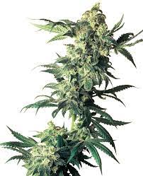 We did not find results for: Northern Lights Feminized Seeds Sensi Seeds
