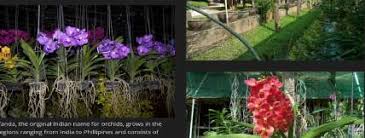 Image result for Satyrium amblyosaccos