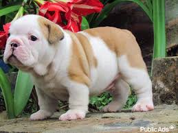 Euro puppy mini english bulldogs. Fantastic Fawn White English Bulldog Puppies White River Dogs Puppies Public Ads