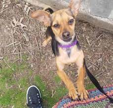 $475 dogs (over 7 months): Our Little Stalker Second Chance Pet Adoption League Facebook