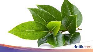 Daun salam merupakan daun aromatik tanaman. 15 Manfaat Daun Salam Baik Untuk Kesehatan Pernah Coba