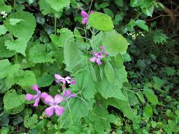 We did not find results for: Honesty Moonwort Money Plant Lunaria Annua
