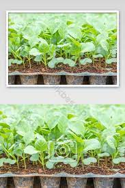 Sayur kangkung cina kualitas terbaik. Bayi Muda Dari Pertanian Sayuran Organik Kangkung Cina Fotografi Templat Jpg Unduhan Gratis Pikbest